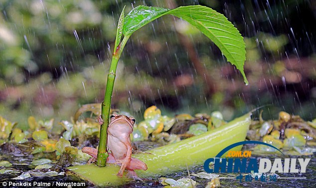 印尼打雨傘青蛙系列系無(wú)良攝影師擺拍（組圖）