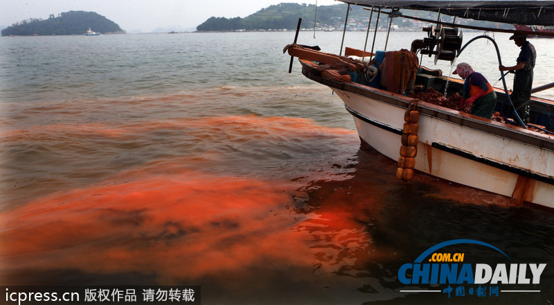 韓國赤潮致死魚成堆 漁民投黃土應(yīng)對（高清組圖）