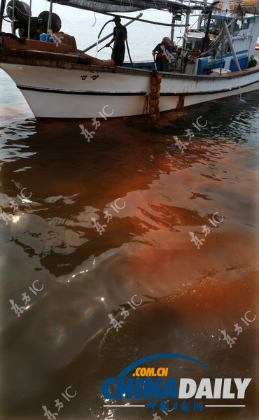 韓國(guó)赤潮致死魚(yú)成堆 漁民投黃土應(yīng)對(duì)（高清組圖）