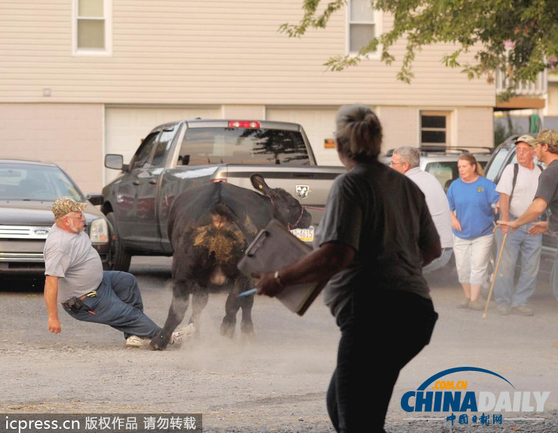 美國(guó)農(nóng)場(chǎng)秀公牛脫韁逃跑撞倒一名男子
