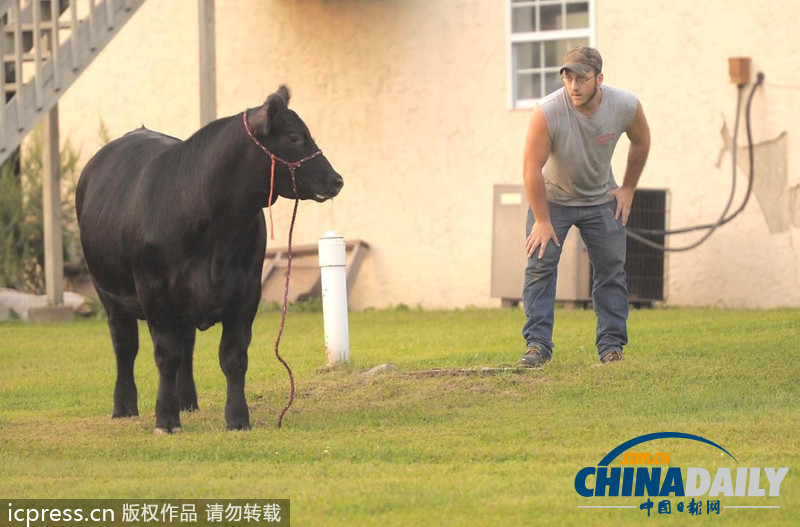 美國(guó)農(nóng)場(chǎng)秀公牛脫韁逃跑撞倒一名男子