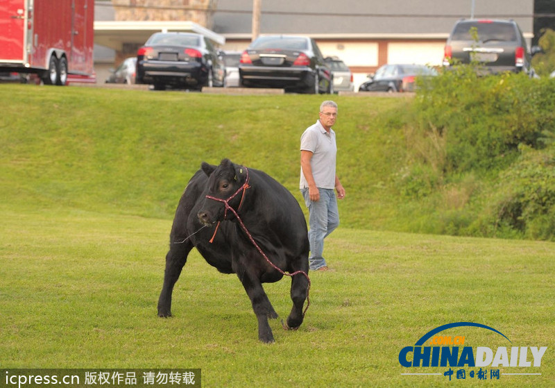 美國(guó)農(nóng)場(chǎng)秀公牛脫韁逃跑撞倒一名男子