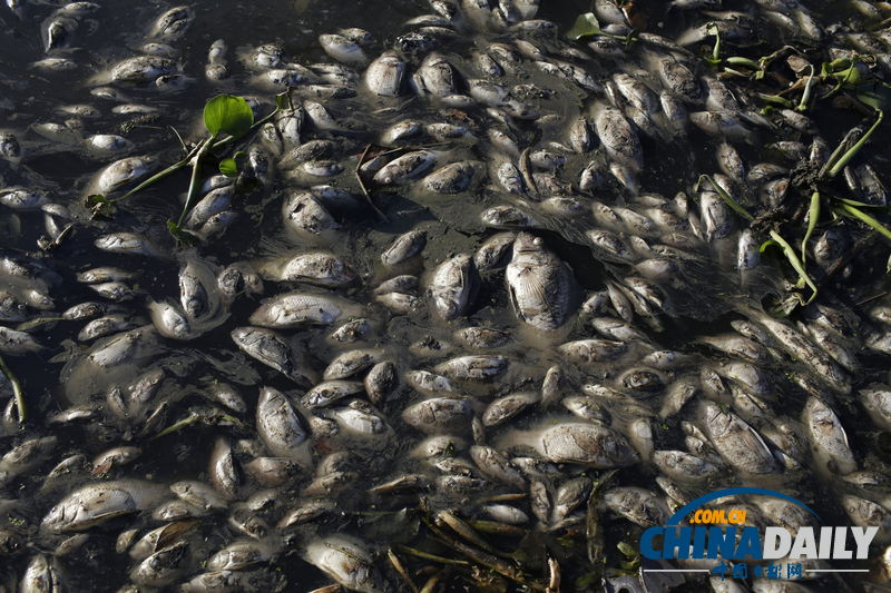 巴西奧林匹克公園附近發(fā)現(xiàn)10噸死魚(yú) 疑水污染所致（組圖）