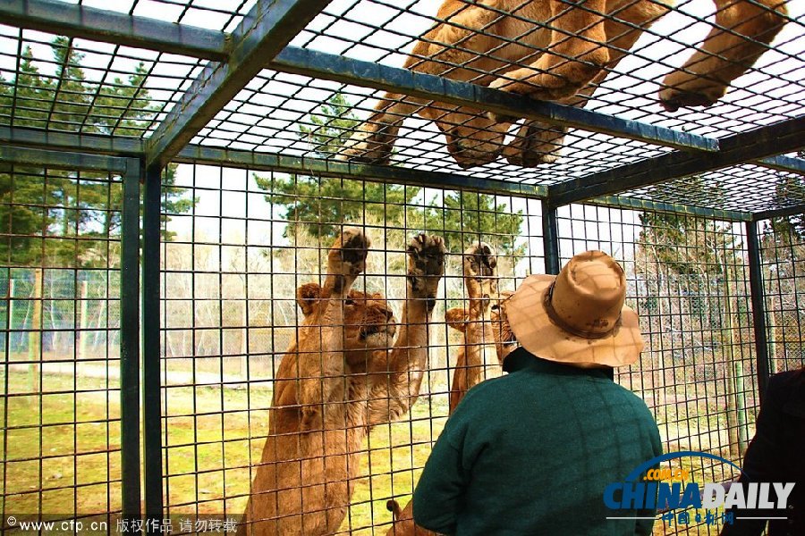 新西蘭動物園創(chuàng)意大逆轉(zhuǎn) 游客進(jìn)籠“示眾”獅群好奇圍觀