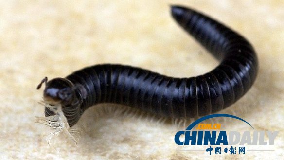 澳大利亞兩火車(chē)相撞 數(shù)百條千足蟲(chóng)潛伏鐵軌疑似元兇