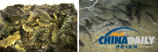 金正恩視察養(yǎng)魚場 要求大量生產(chǎn)鱘魚等供應國際市場（組圖）
