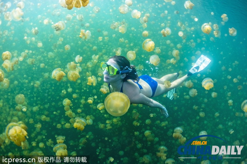 比基尼美女與水母同游 夢(mèng)幻場景亦幻亦真 <BR>