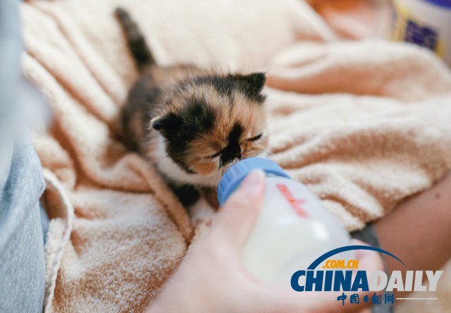 “世界第一萌貓”躥紅網(wǎng)絡 臥在杯中小巧可愛