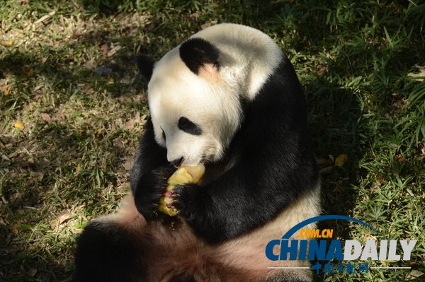 美國華盛頓一動(dòng)物園重開 大熊貓“添添”可愛亮相（組圖）