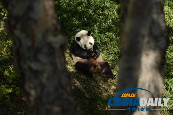 美國(guó)華盛頓一動(dòng)物園重開 大熊貓“添添”可愛亮相（組圖）