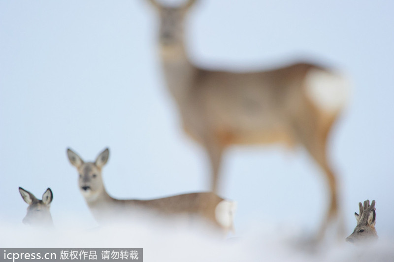 2013年GDT歐洲野生動物攝影獎(jiǎng)獲獎(jiǎng)作品賞析