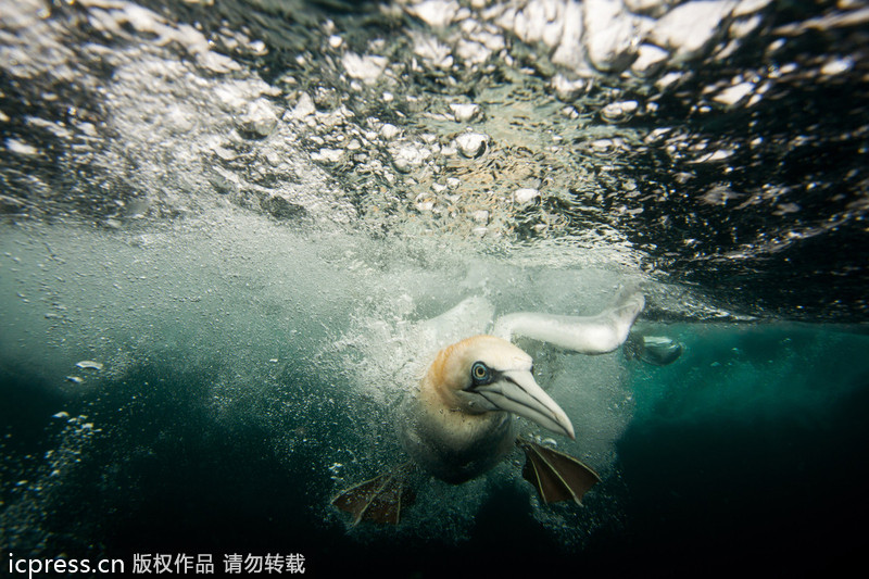 2013年GDT歐洲野生動(dòng)物攝影獎(jiǎng)獲獎(jiǎng)作品賞析