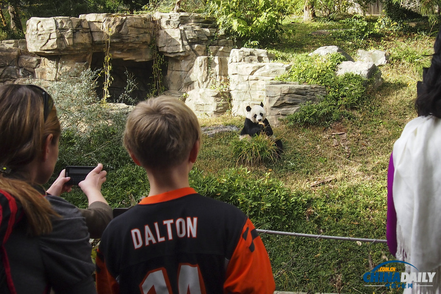 美國：旅美大熊貓誕下幼崽 動(dòng)物園為其全球征名（組圖）
