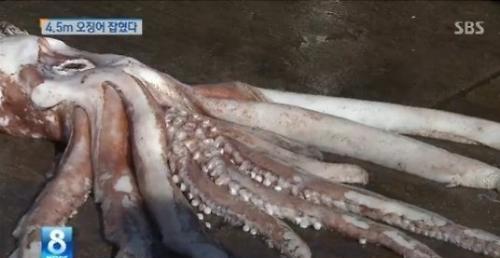 韓國(guó)釜山漁民捕獲4.5米長(zhǎng)巨型魷魚 引市民圍觀