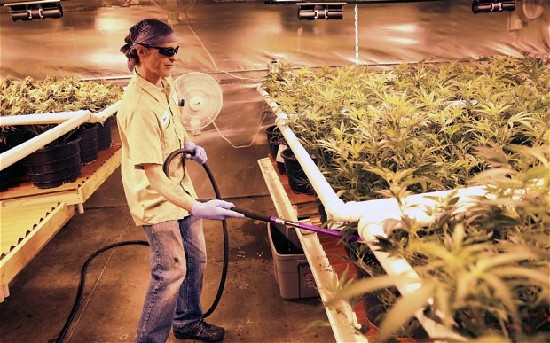 科羅拉多州元旦起允許買賣大麻 開(kāi)美國(guó)先例