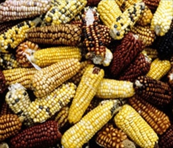聯(lián)合國(guó)糧農(nóng)組織:2013年全球食品價(jià)格居高不下