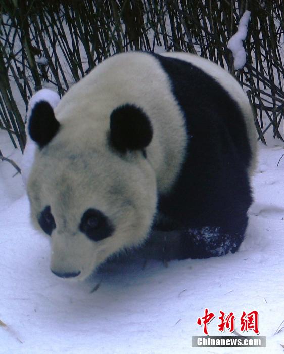 四川一保護區(qū)拍到野生大熊貓