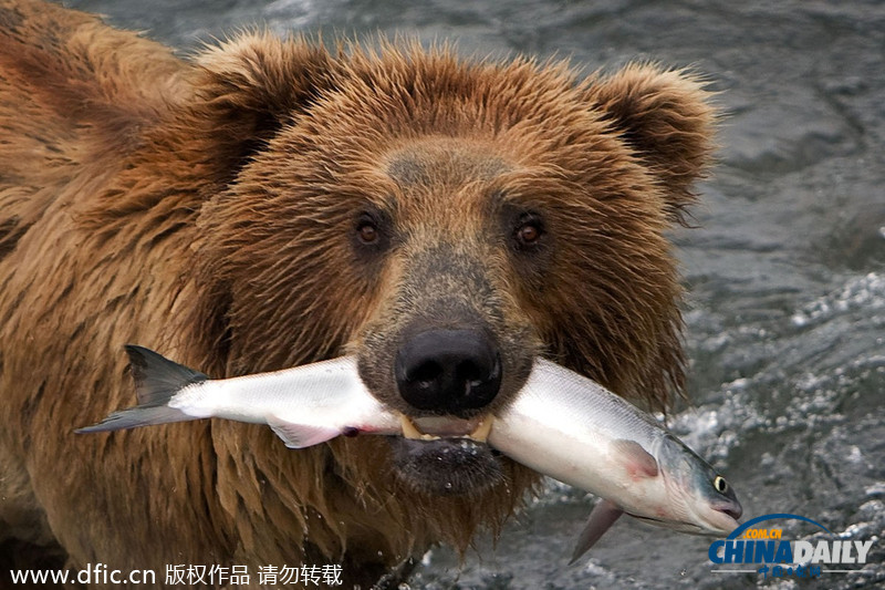 美饑餓棕熊端坐急流中 靜候獵物三文魚(yú)跳入嘴中
