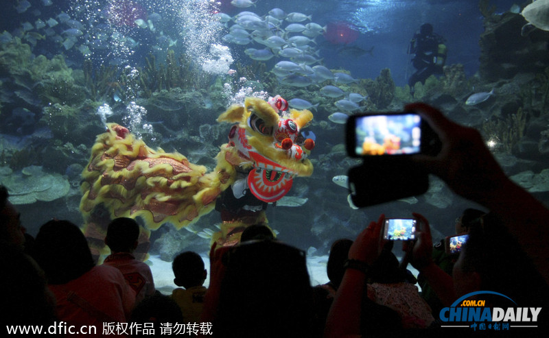 水下舞獅財(cái)神拜年 馬來西亞一水族館喜迎中國年