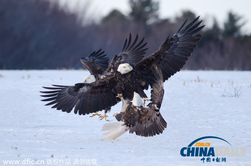 加拿大雪原上演華麗空戰(zhàn)：鷹擊長(zhǎng)空護(hù)“主權(quán)”