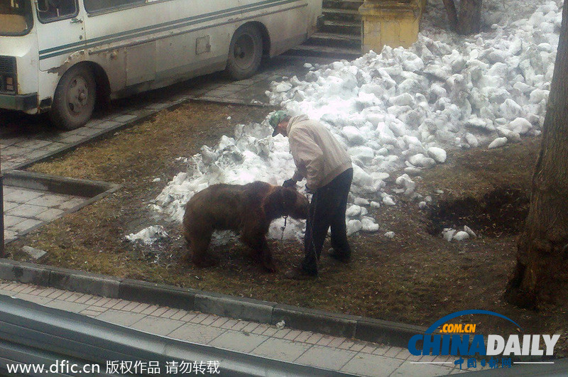 遛狗簡直弱爆啦！俄羅斯男子遛棕熊震驚路人