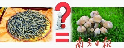 蟲草價(jià)格已是黃金兩倍 專家稱營(yíng)養(yǎng)價(jià)值等于蘑菇