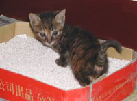 貓沙是誰(shuí)發(fā)明的？