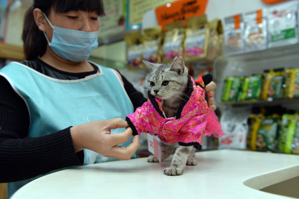 貓經(jīng)濟(jì)興起 今天你“吸貓”了嗎？