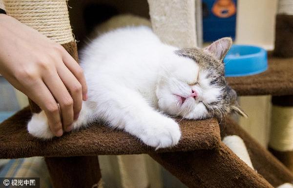 貓經(jīng)濟(jì)興起 今天你“吸貓”了嗎？