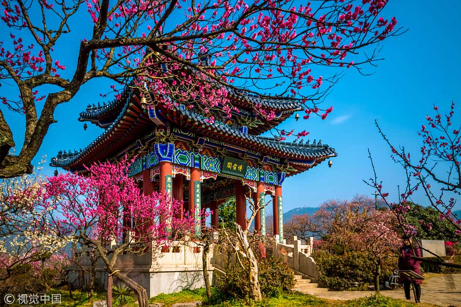 踏青季：春天盛開的9種鮮花 哪一種最美？（組圖）