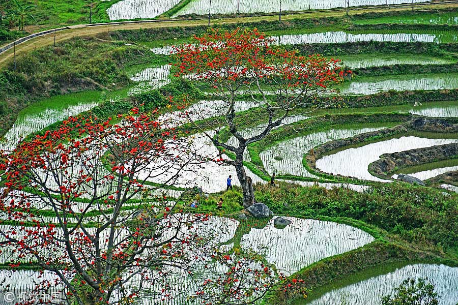 踏青季：春天盛開的9種鮮花 哪一種最美？（組圖）