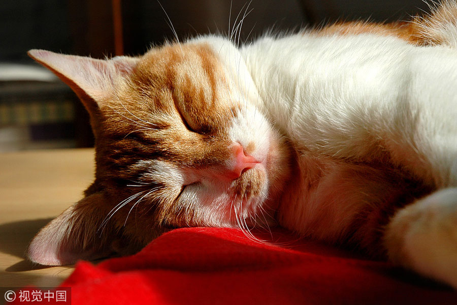 世界睡眠日特輯：小動(dòng)物們的超萌睡姿（組圖）