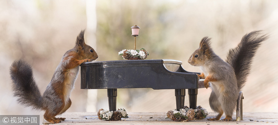 英國(guó)王室婚禮在即！看小松鼠演繹“童話婚禮”（組圖）