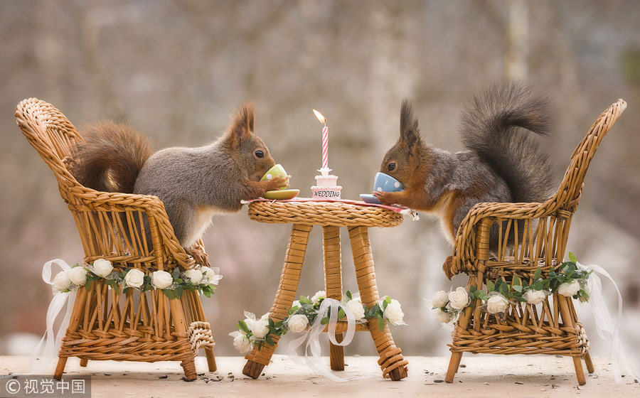 英國王室婚禮在即！看小松鼠演繹“童話婚禮”（組圖）