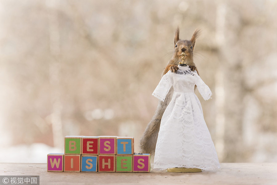 英國王室婚禮在即！看小松鼠演繹“童話婚禮”（組圖）