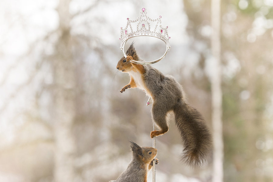 英國王室婚禮在即！看小松鼠演繹“童話婚禮”（組圖）