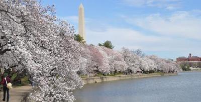 Washington hosts annual Japanese Cherry Blossom Festival