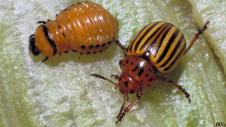 Spread of crop pests 莊家病蟲(chóng)害擴(kuò)散
