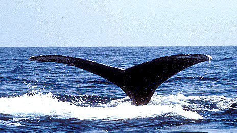 Whale makes record journey 灰鯨創(chuàng)哺乳動(dòng)物遷徙距離最長紀(jì)錄