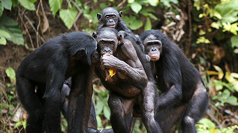 Bonobos' clue to speech evolution 倭黑猩猩的叫聲為語(yǔ)言進(jìn)化提供線(xiàn)索