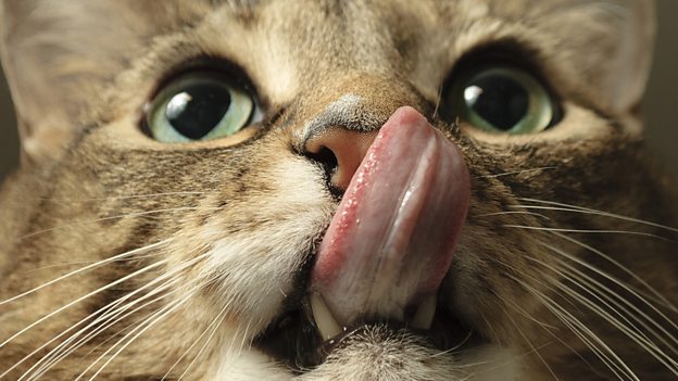 Cat got your tongue? 不吭聲，無言以對(duì)