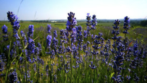留學日記：夏季回味劍橋