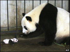 Bras, Beer and Pandas 文胸，啤酒和熊貓