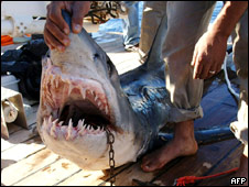 Shark Attack! 鯊魚入侵！