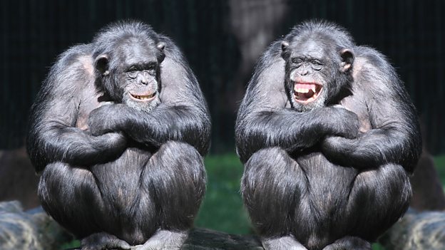 Why do we laugh? 為什么我們會笑？