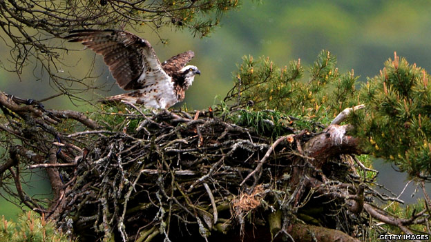 To fly the nest 離開父母獨立生活