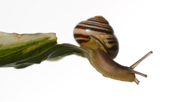 Out on a limb 處于危境、孤立無(wú)援