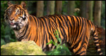 Year of the Tiger 虎年小測驗