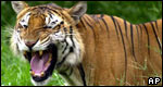 Year of the Tiger 虎年小測驗