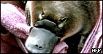 Animals: Classifications 動物：分類